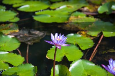 Close-up of lotus water lily in pond