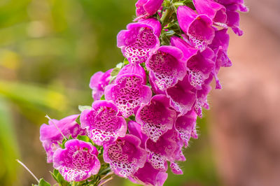 Close-up of pink flowering plant