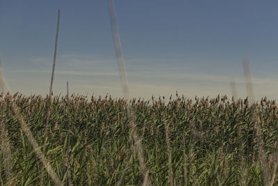 View of stalks in field against sky