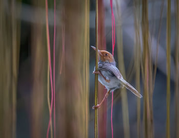 Close-up of bird perching on a plant