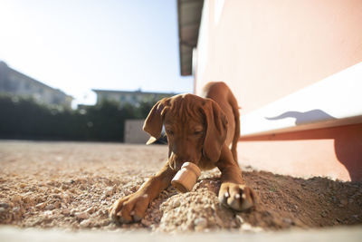 Close-up portrait of dog