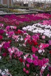 Pink flowers blooming in park