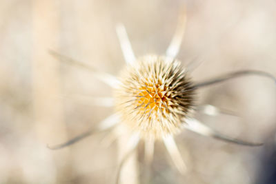 Close-up of wilted dandelion flower