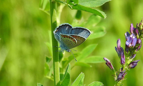 Close-up of butterfly on plant