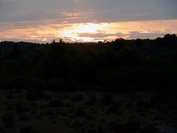 Silhouette trees in forest against sky at sunset
