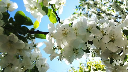 Low angle view of cherry blossoms in spring