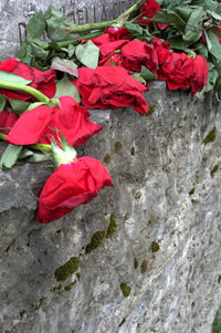 Close-up of red rose on rock