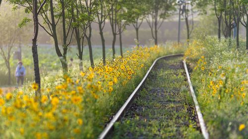 The railway between golden wave flowers