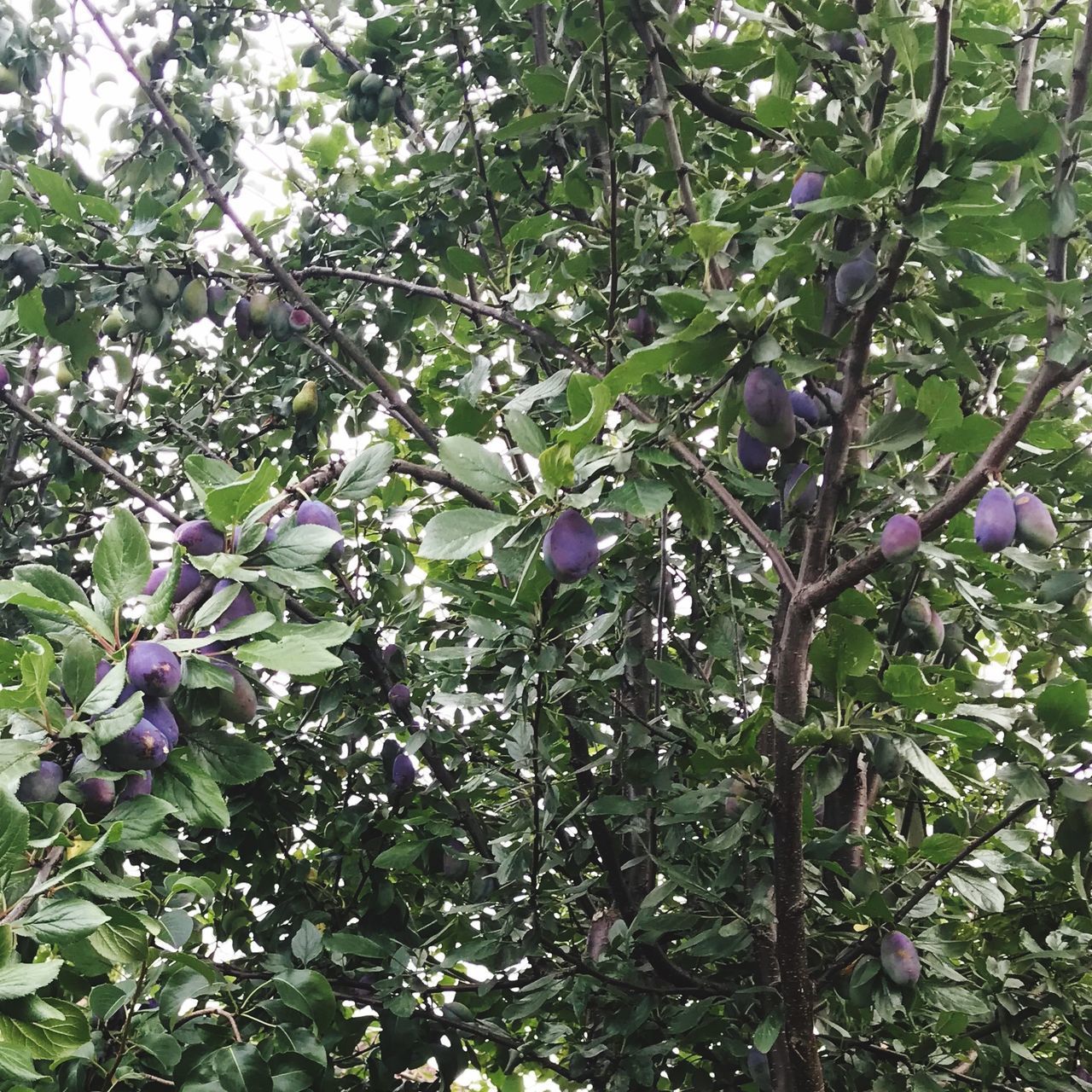 plant, growth, beauty in nature, flower, flowering plant, tree, branch, nature, freshness, no people, day, plant part, leaf, fragility, vulnerability, low angle view, purple, green color, outdoors, blossom, springtime, spring