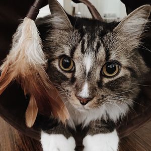 Close-up portrait of cat