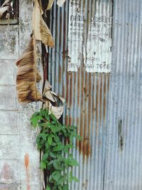 Close-up of rusty hanging outside building