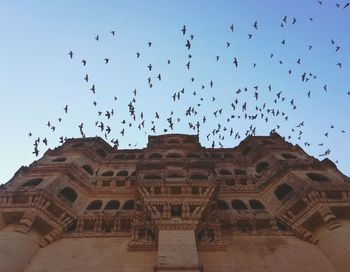 Low angle view of birds flying against sky