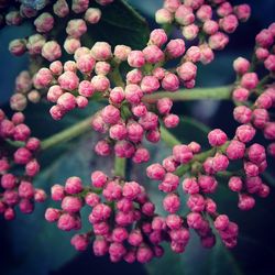 Close-up of pink flowers on tree