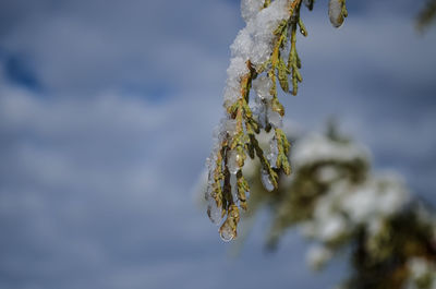 Close-up of frozen plant against sky