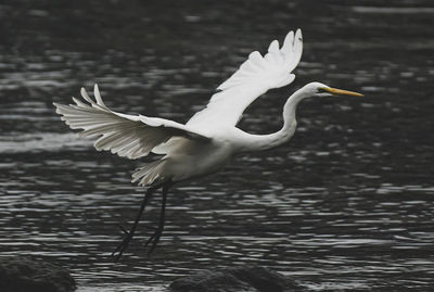 Bird flying over lake