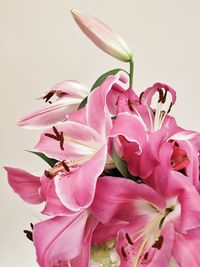 Close-up of pink lily flowers against white background