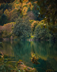 Scenic view of lake in forest during autumn