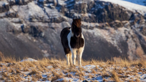 Icelandic horse portrait in snowy landscape, iceland