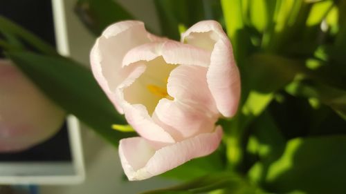 Close-up of flower blooming outdoors