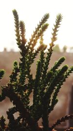 Close-up of stalks on plant against sky