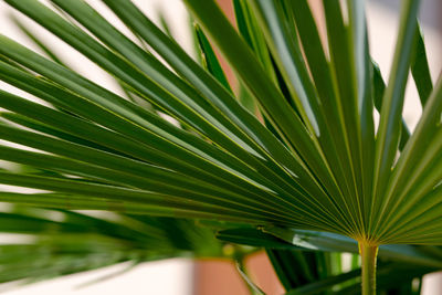 Close-up of palm leaf