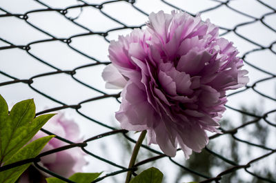 Close-up of fresh pink flowers blooming outdoors