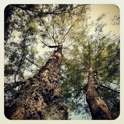 Low angle view of trees in forest