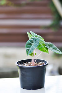 Close-up of potted plant on table