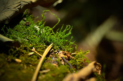 Close-up of plant