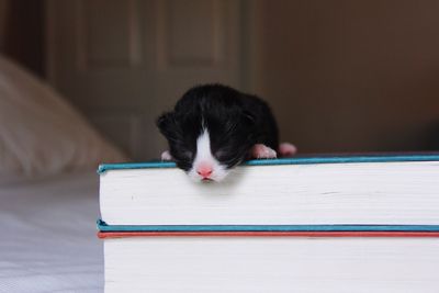 Close-up of cat on book