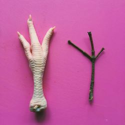 Close-up of animal leg and twig on table