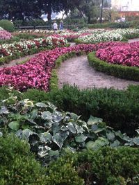 View of multi colored flowers on landscape