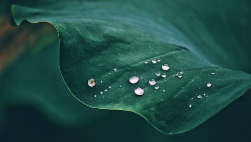 Close-up of water drops on leaf