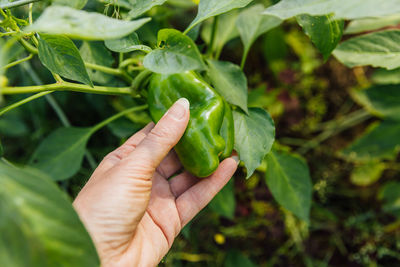 Close-up of hand holding leaves