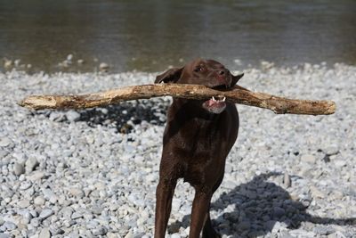 Close-up of dog on beach