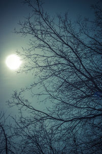 Low angle view of bare trees against sky