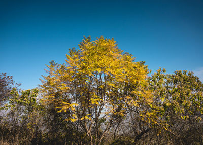 Low angle view of yellow tree against blue sky