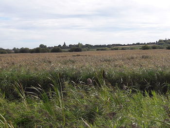 Scenic view of field against sky