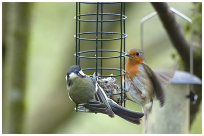 Close-up of birds perching on metal feeder