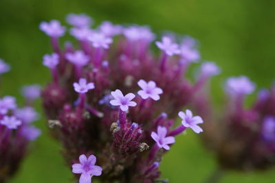 Close-up of purple flowering plants in park