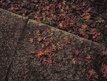 High angle view of maple leaves on street