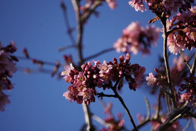 Low angle view of cherry blossoms against sky