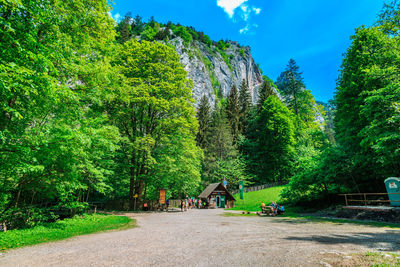 Panoramic view of trees and plants against sky