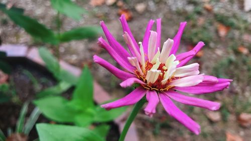 Close-up of pink flower