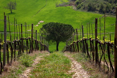 View of vineyard