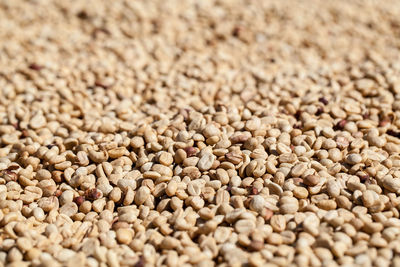 Coffee beans dried with sunlight