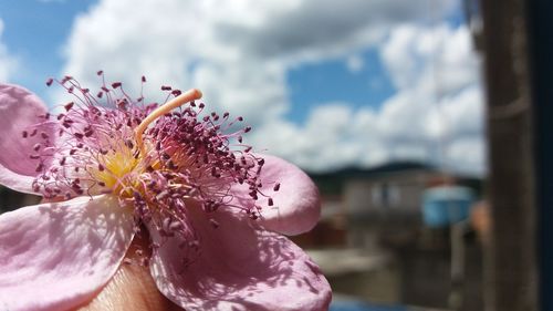 Close-up of pink flower
