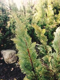 High angle view of pine tree on field