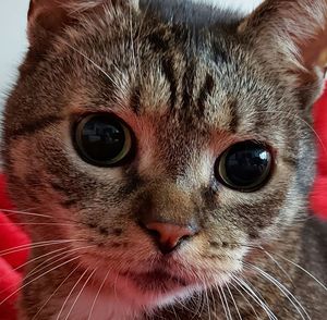 Close-up portrait of a cat