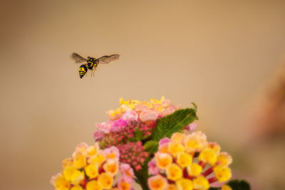 Close-up of bee pollinating on flower